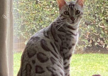 Silver Bengal Cat Male 1 year old