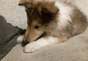 Rough Collie – Lassie Puppy