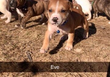 5 week old pit bull pups looking for their new hom