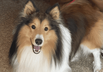 Shelties for sale male and female