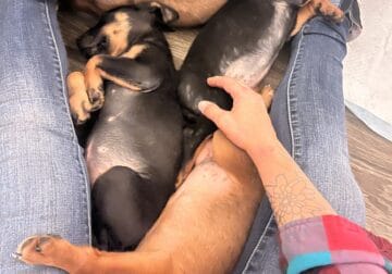 Rottweiler and Queensland healer puppies