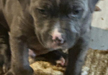 Blue pit Bull puppies