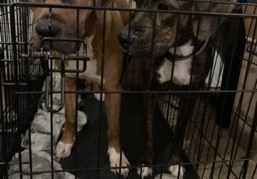 Mastiff looking for home