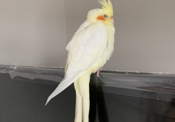 Yellow cockatiel