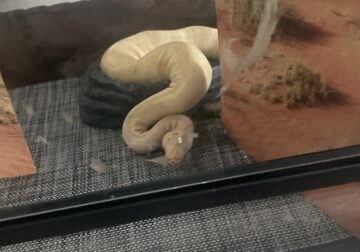 Ball Python albino (YELLOW)