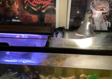 Two Red Eared Slider Turtles For Sale