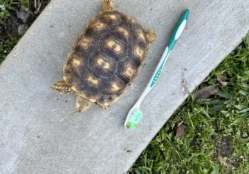 Sulcatta tortoise