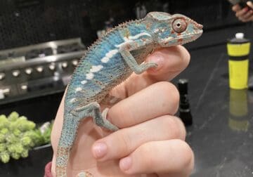 Male Panther chameleon