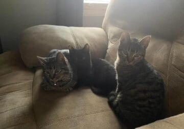 4 kittens in need of a home