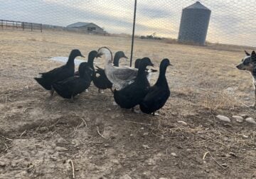Cayuga Ducks and African Goose