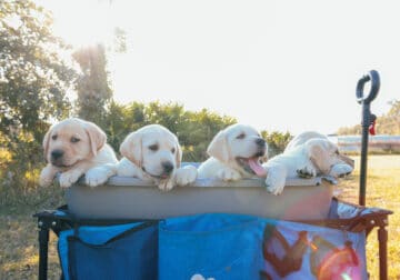 Lab Puppies looking for homes