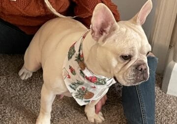 All white frenchie for sale