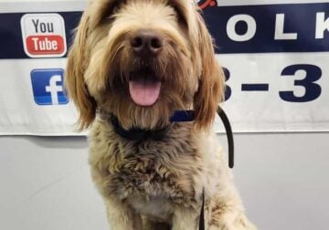 Labradoodle (rehome)