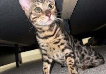 Pure bred bengal