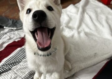 Sweetest Husky Pup