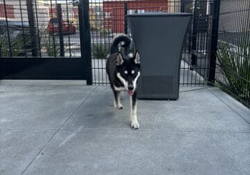 White and Black husky. 5 months. Very friendly.