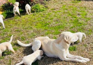 White Labrador Retriever Puppies