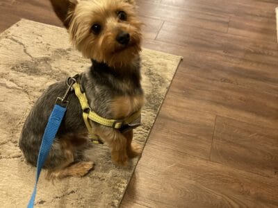 2 year old male yorkie