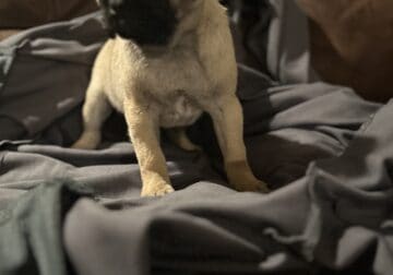 10 week old fawn male pug puppy