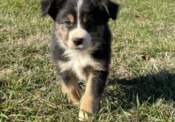 Miniature Australian Shepherd Puppies Registered