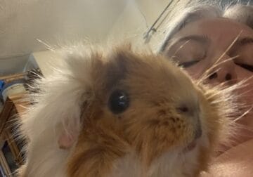 Two Guinea Pigs for Sale