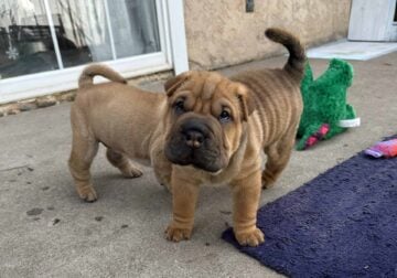 GORGEOUS male Sharpei puppy for sale