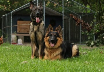AKC working champion bloodline German Shepherd pup
