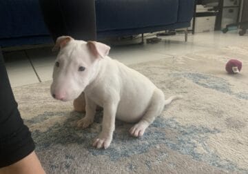 English Bull Terrier puppy for sale