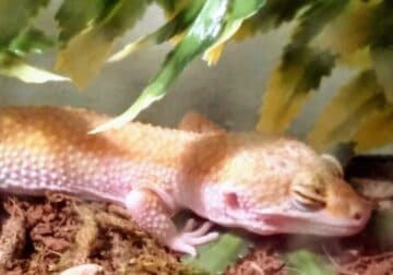 Leopard Geckos for re-homing