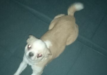 Selling my Chihuahua
