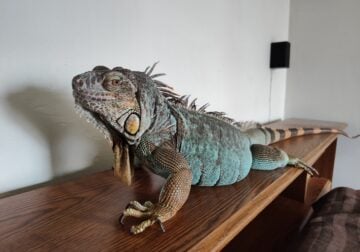 Healthy adult blue iguana needs home