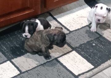French Bulldog Puppies for Sale
