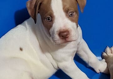 White and brown spot puppy