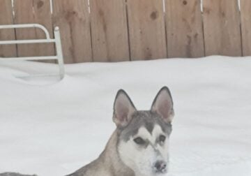 9 month old fixed male husky mix