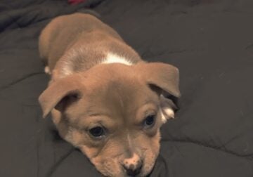 Pitbull puppies who are looking for forever homes!