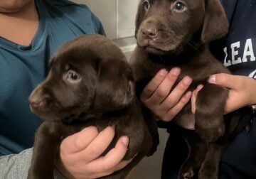 AKC Labrador Retriever Puppies 4 Colors