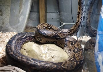 Red Tail Boa with 40 gallon tank