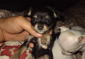 Chihuahua toy breeds mutt