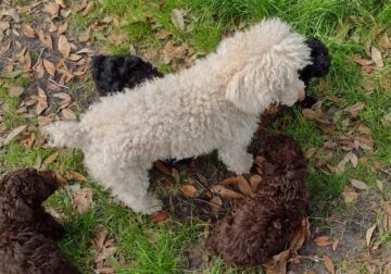 Lowcountry Miniature Poodles