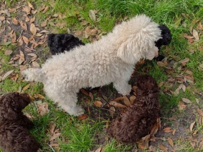 Lowcountry Miniature Poodles