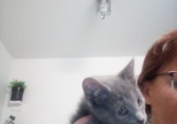 Gray/silver kittens