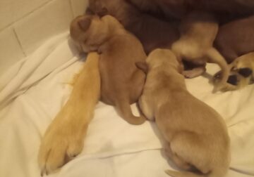Golden Retrievers puppies coming soon puppies Feb