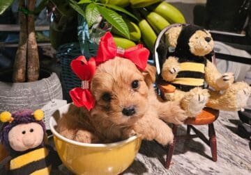 Adorable Shih-Poo’s Ready for a family!