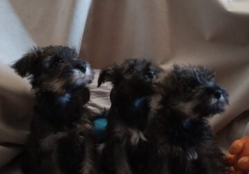 Miniture Schnauzer Puppies