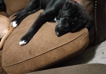 2 Adorable 3 1/2 mo. Black lab and Great Pyrenees.