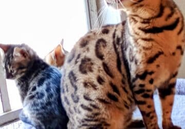 Bengal Kittens Nationwide Delivery