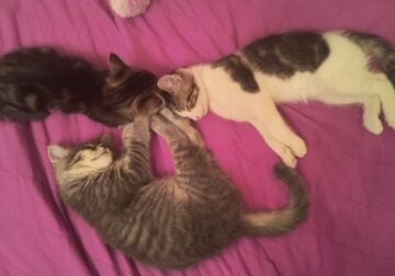 Adorable kittens for Sale