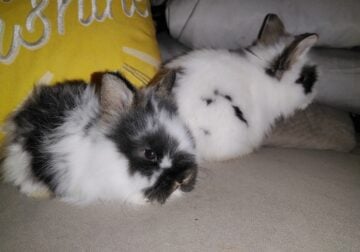 Angora/Lionhead bunnies for sale