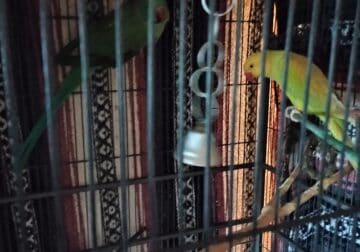 2 indian ringnecks and cage
