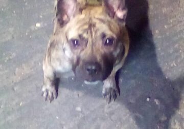 Brindle pitbull puppy 6 months 7 old